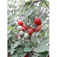 Sandveld Seeds Cherry Tomato